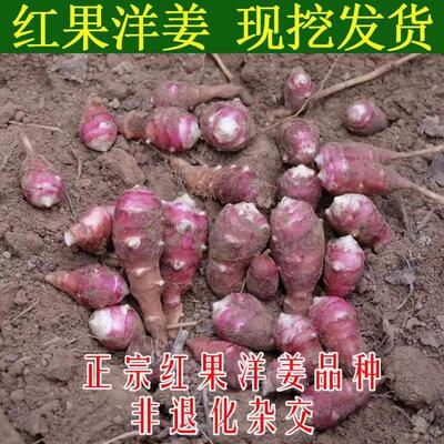 胰岛果洋姜 新鲜红皮洋生姜鬼子姜野生红果腌酱泡咸菜甜姜5斤菊芋