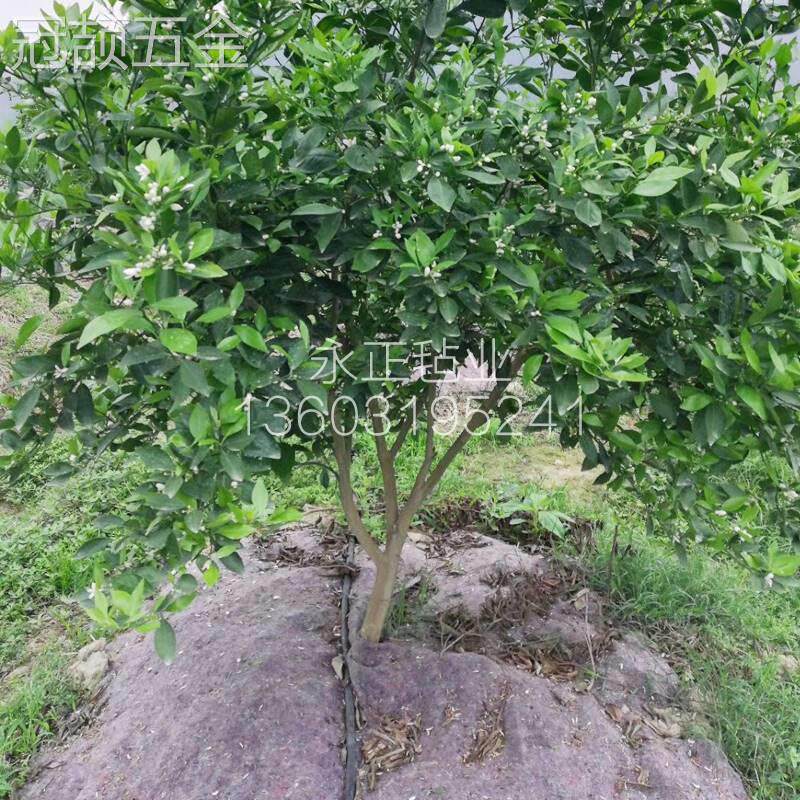 防草布除草布果园果树遮草盖草布农用园艺地布耐用透气保湿棉毛毡