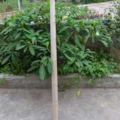 四川纯手工木制扁担实木挑水家用绳子铁钩老头工地园林舞台道具