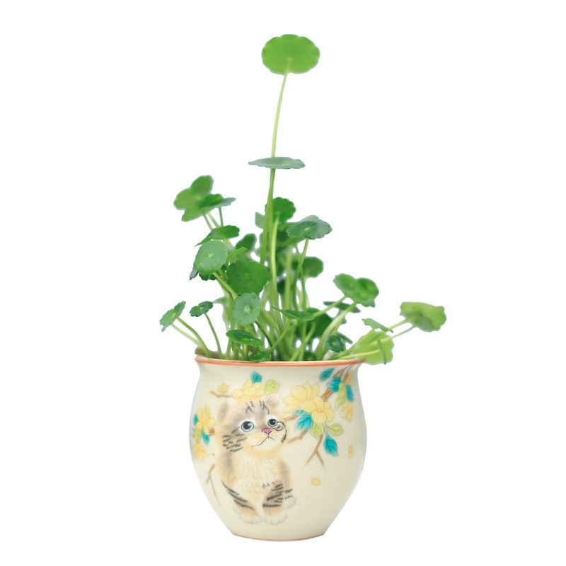 热销铜钱草水培植物o室内花卉盆栽花盆桌面水栽小摆件办公室迷你