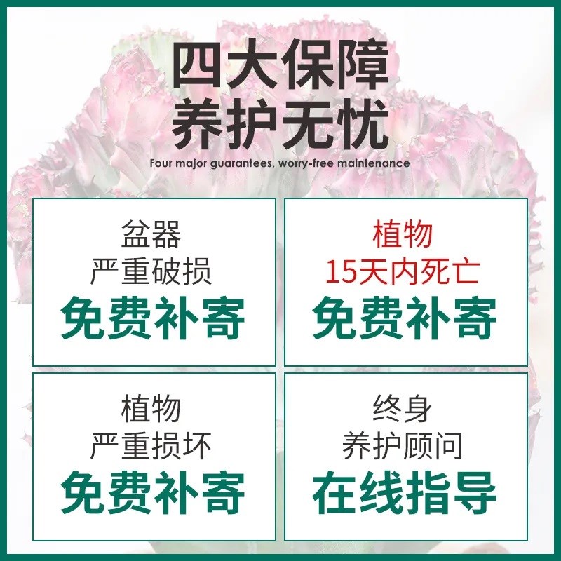 热销玉麒麟多肉植物盆栽室内办公B桌面招财摆件龙骨彩麒麟绿植花