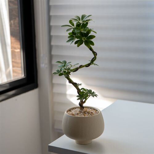 热销植物造型鸭脚木盆栽室内办公室客厅招财好R养绿植四季桌面花