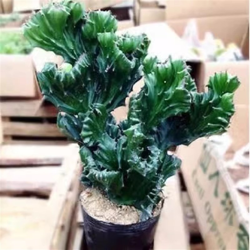 热销玉麒麟盆栽办公室桌面u摆件招财树盆景彩麒麟龙骨植物室内阳