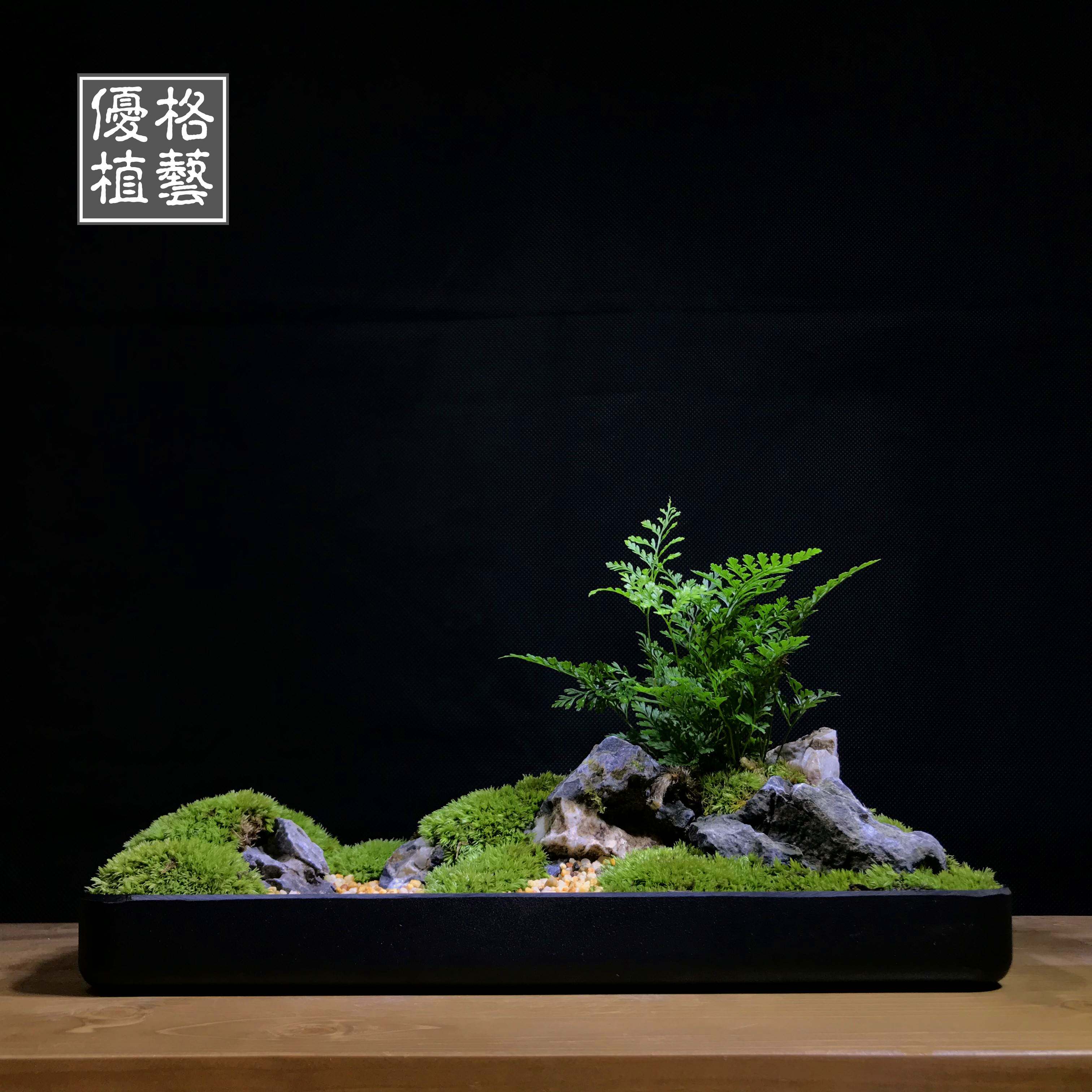 案头清供日式枯山水盆景组合盆栽文竹苔藓微景观菖蒲微型禅意茶室