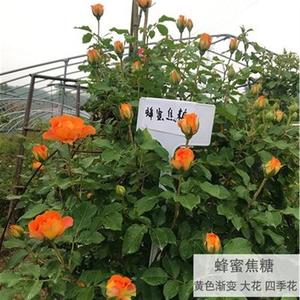 藤本欧洲月季花苗大花浓香庭院植P物花卉盆栽玫瑰爬藤蔷薇多欧洲