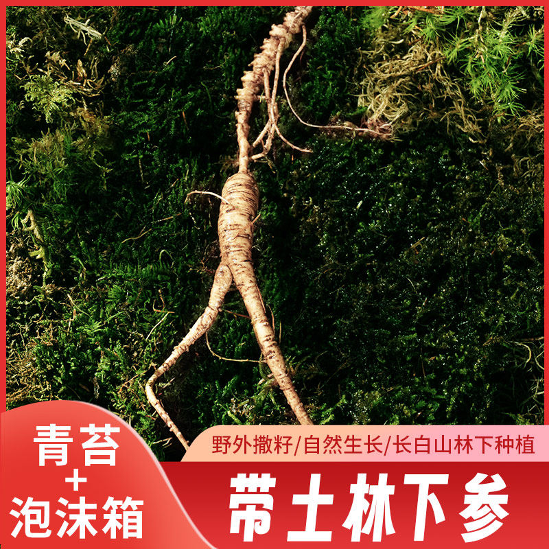 鲜人参长白山林下野播籽18-30年东北正宗野山参泡酒煲汤吉林人参