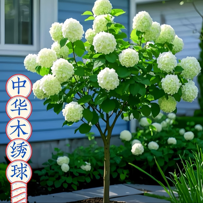 中华木绣球树苗斗球庭院别墅耐寒耐热四季花卉球型植物绿化苗木