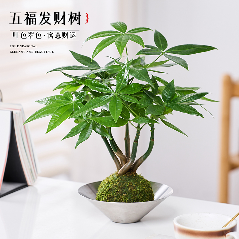 发财树盆栽绿植水培植物苔藓球室内办公室桌面上造型茶几四季常青