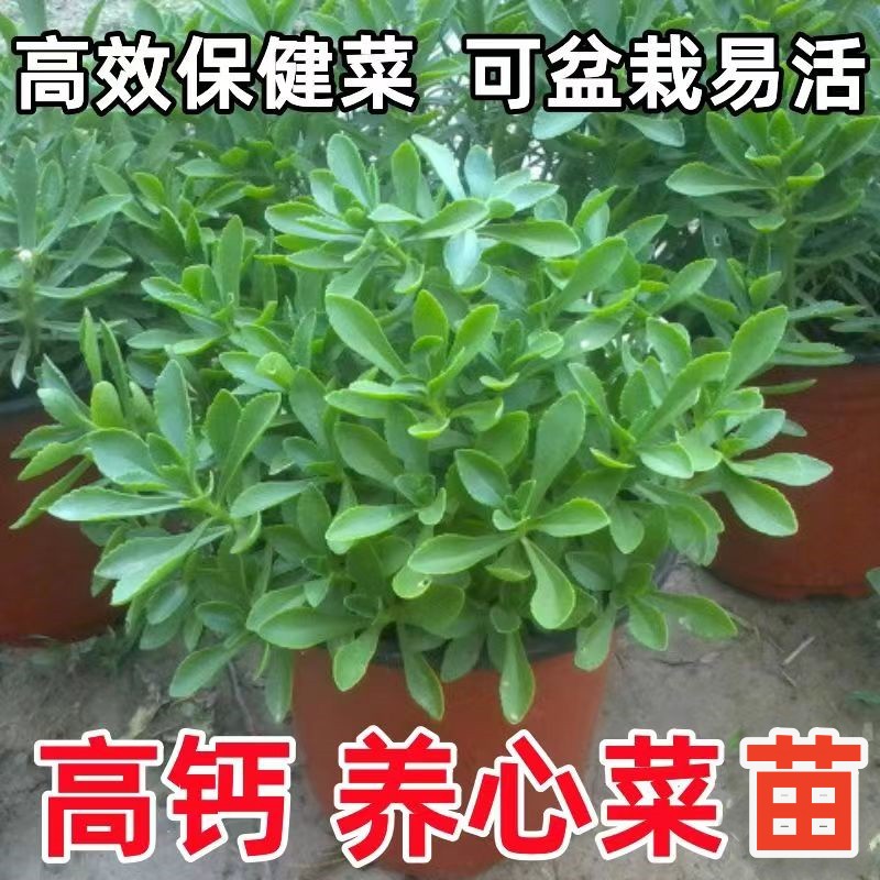 养心菜可食用绿植三七草蚊虫叮咬止痒消肿高钙养心菜根苗蔬菜盆栽