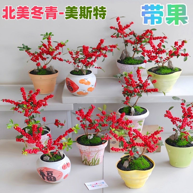 北美冬青喜庆红果植物招财纳福新年年宵花好养室内室外耐寒盆栽,鲜花速递/花卉仿真/绿植园艺,绿植,淘宝优惠券,粉丝福利购,淘宝优惠卷