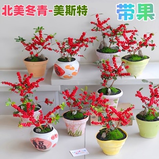 北美冬青喜庆红果植物招财纳福新年年宵花好养室内室外耐寒盆栽