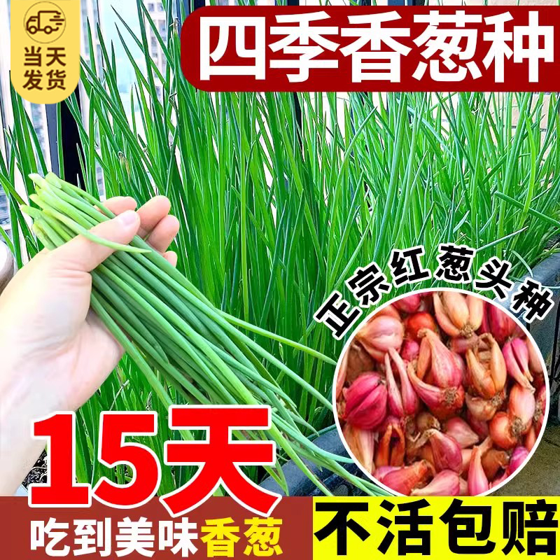 红头葱种四季葱头小香葱种子籽家庭阳台盆栽蔬菜火葱山东大葱种孑