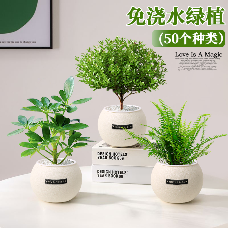 室内绿植小盆栽发财树易活四季