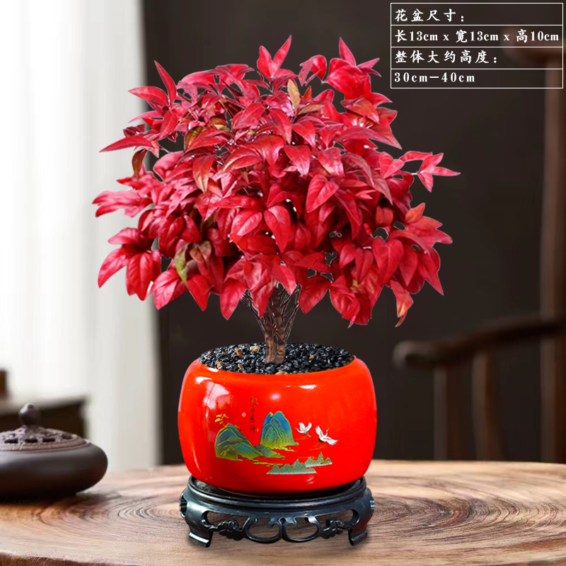 火焰南天竹盆栽冬季年宵绿植