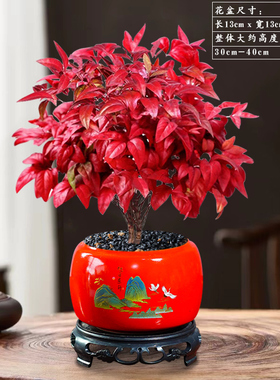火焰南天竹盆栽冬季年宵花卉红叶小盆景办公室内桌面禅意耐寒植物