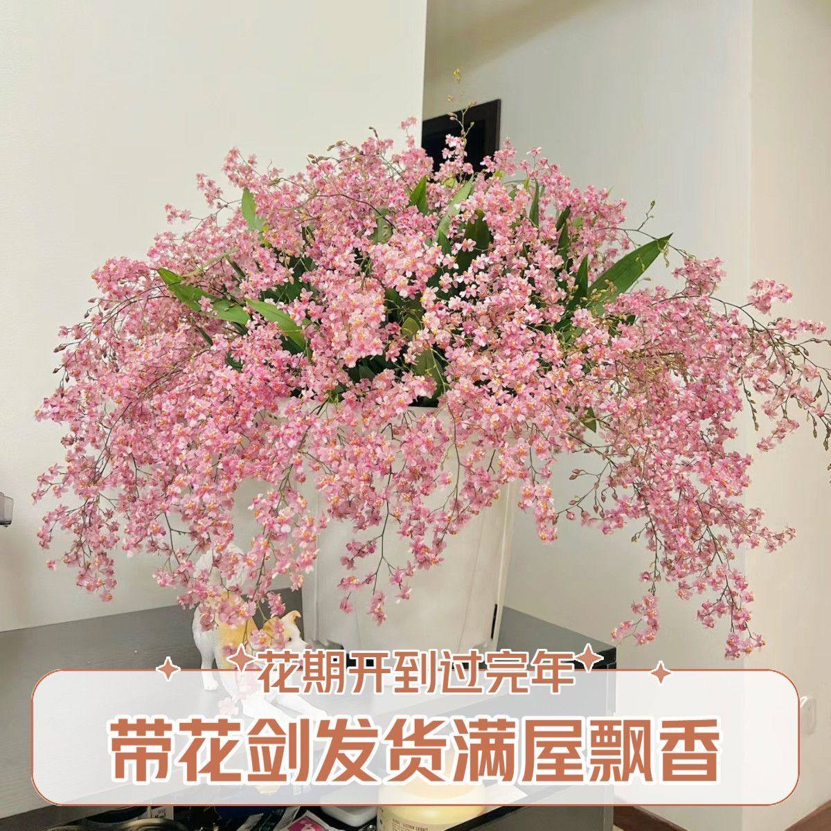 梦香兰文心兰花卉盆栽开花香味绿植桌面盆栽植物办公室新手好养,鲜花速递/花卉仿真/绿植园艺,绿植,淘宝优惠券,粉丝福利购,淘宝优惠卷