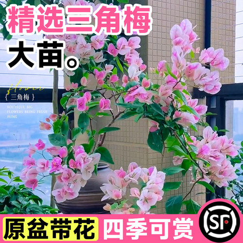 重瓣三角梅四季开花绿红樱不甜西瓜大苗带花苞盆栽阳台好养植物