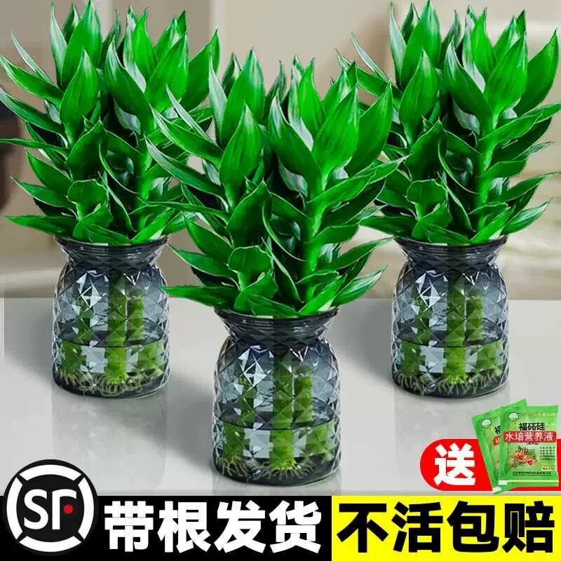 观音竹富贵竹水培植物带根花卉绿植绿萝室内盆栽转运竹子水养好养