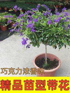 巧克力蕾丝金露花阳台庭院盆栽木本耐寒花卉棒棒糖带花苞四季开花