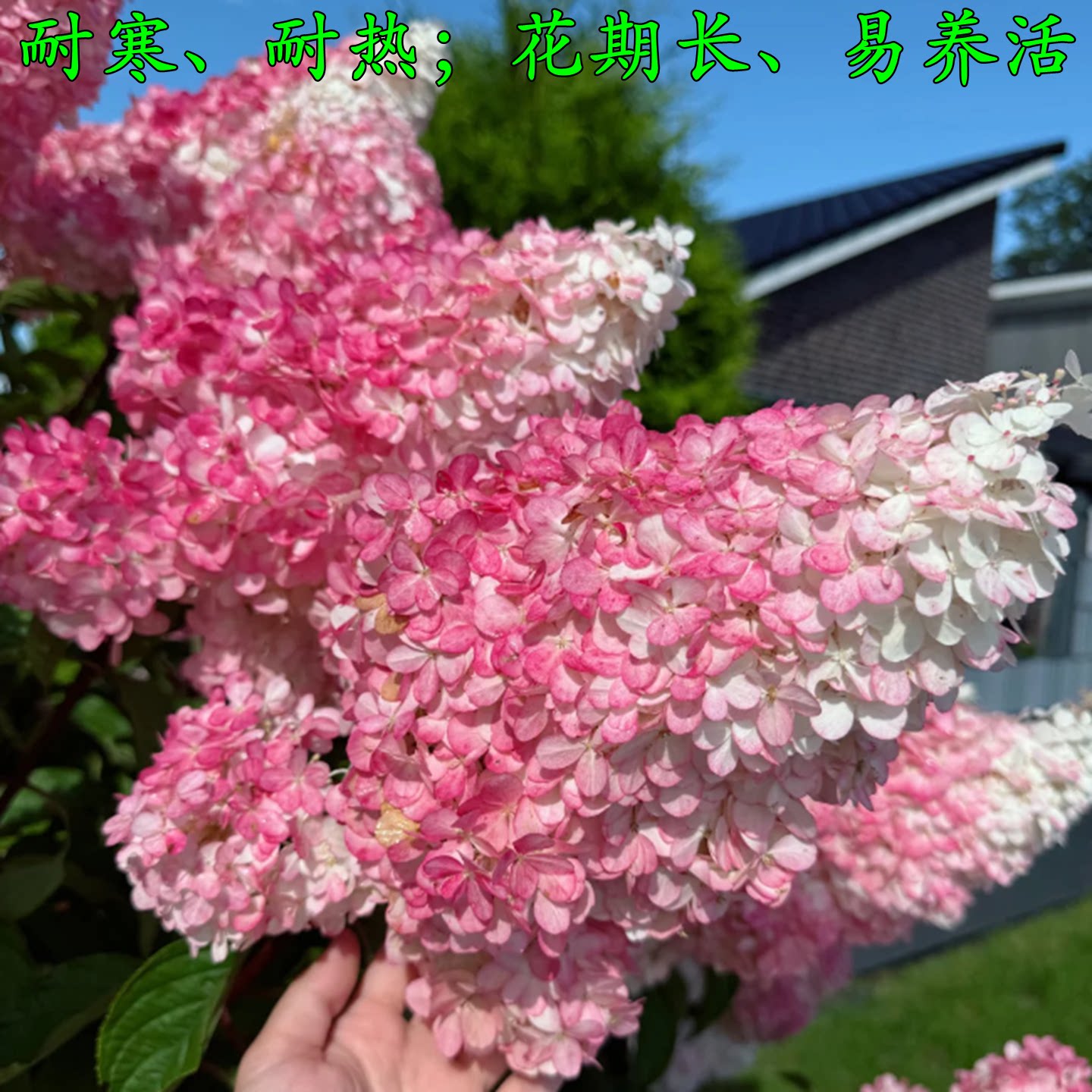 香草草莓圆锥绣球花苗耐寒地栽图片