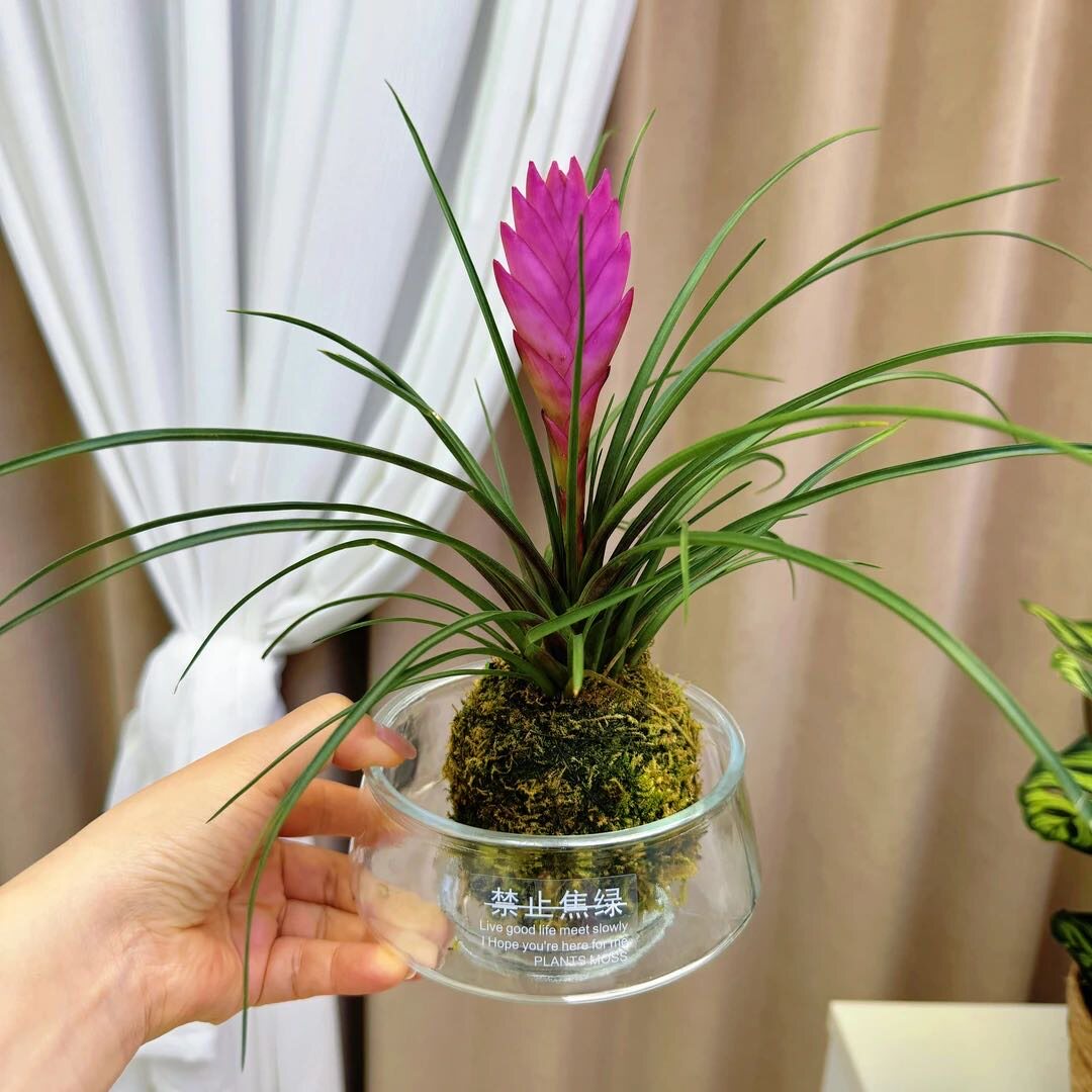 水培植物铁兰花盆栽苔藓球室内客厅办公室桌面绿植鲜花卉四季好养