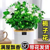 栀子花盆栽四季 开花卉植物室内水培绿植清香木好养活茉莉花带花苞