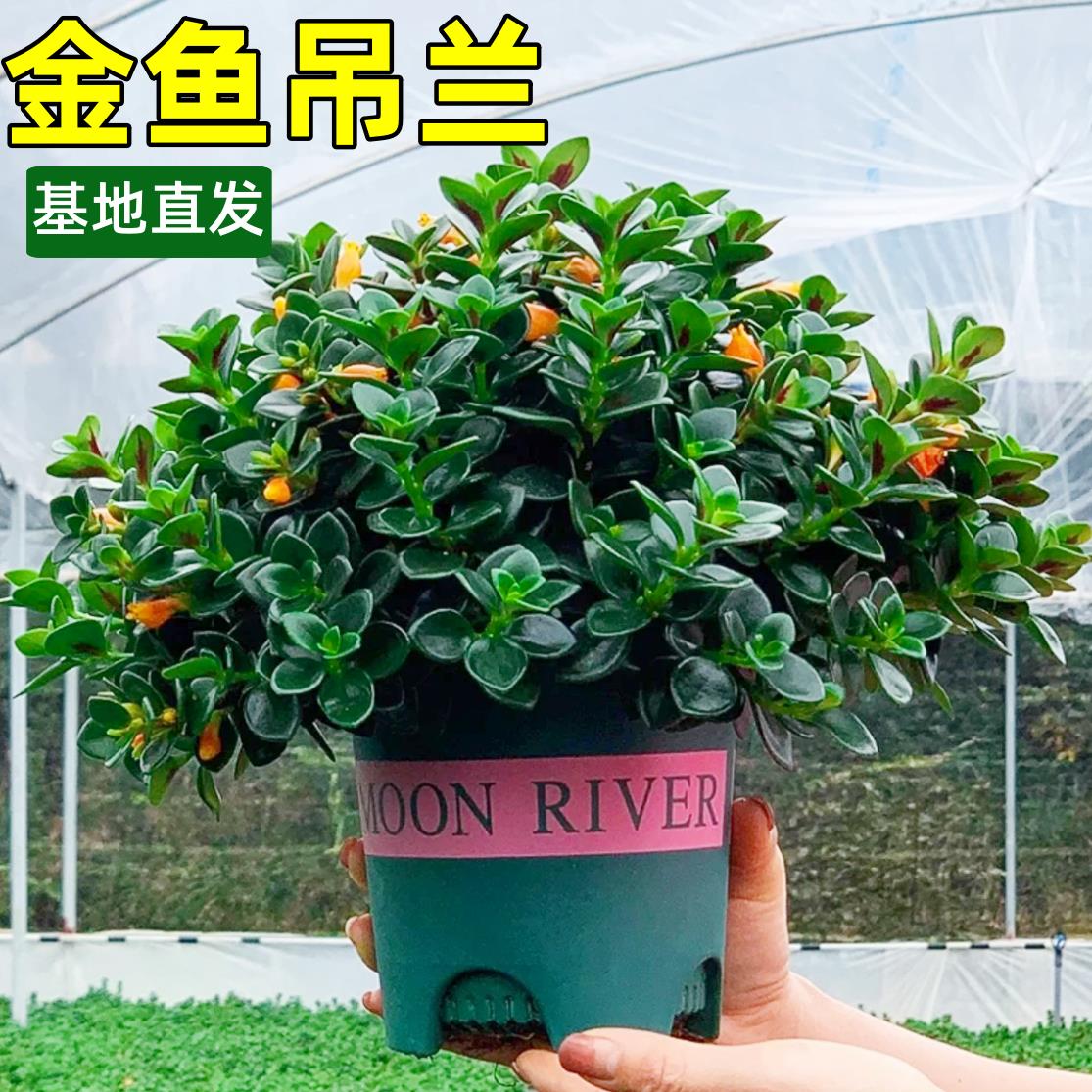 金鱼吊兰盆栽带花苞室内绿植