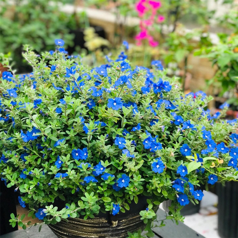 藍星花盆栽美洲新品陽臺庭院耐熱植物藍雪花卉四季開花好養(yǎng)綠植