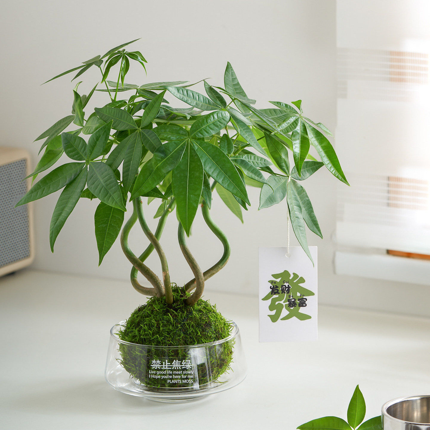 奇趣发财树苔藓球水培植物办公室桌面小盆栽室内招财摆件懒人好养