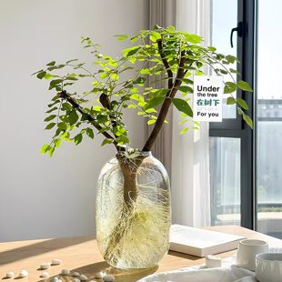 小叶女贞水培植物网红树四季常青观叶观茎鱼缸造景植物鲜切枝花卉