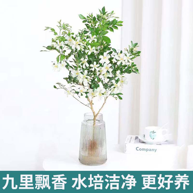 九里香水培盆栽苗办公室内桌面七里香绿植千里眼好养四季开花花卉 - 实物图