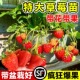 奶油草莓苗秧四季 结果阳台盆栽带果原土原盆红颜水果种子绿植物