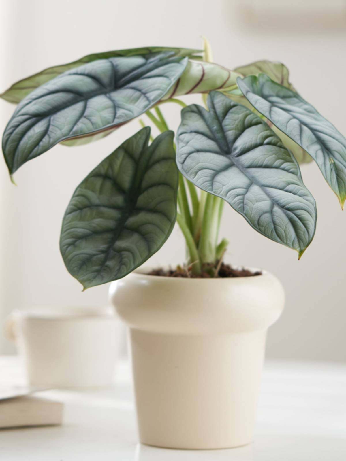 白犀牛海芋盆栽植物室内花四季常青树客厅办公室桌面绿植北欧盆景