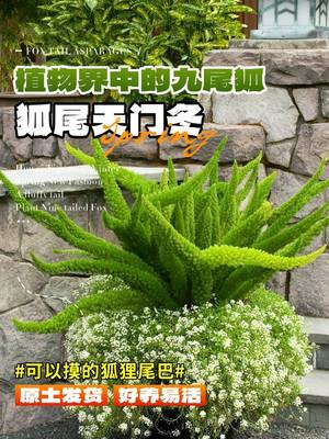 狐尾天门冬盆栽小苗大苗阳台庭院四季常青好养绿植花卉天门冬狐尾