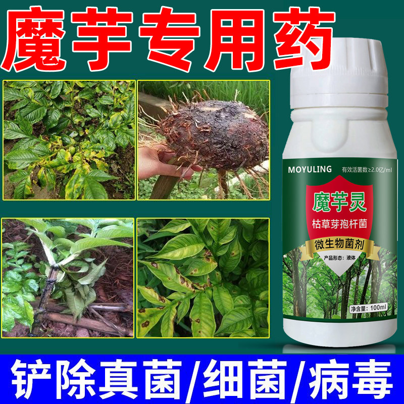 魔芋专用药杀菌剂防病汰腐净魔芋灵魔芋软腐病白娟病根腐病杀菌剂