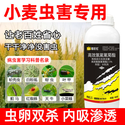 小麦杀虫药小麦专用药小麦专用杀虫剂蚜虫红蜘蛛吸浆虫快速灭杀