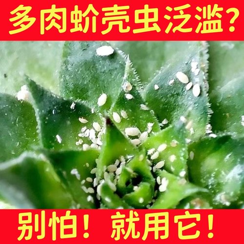 蚧壳虫杀虫药花卉多肉植物杀虫剂蚧壳虫杀虫剂花卉植物正品杀虫药