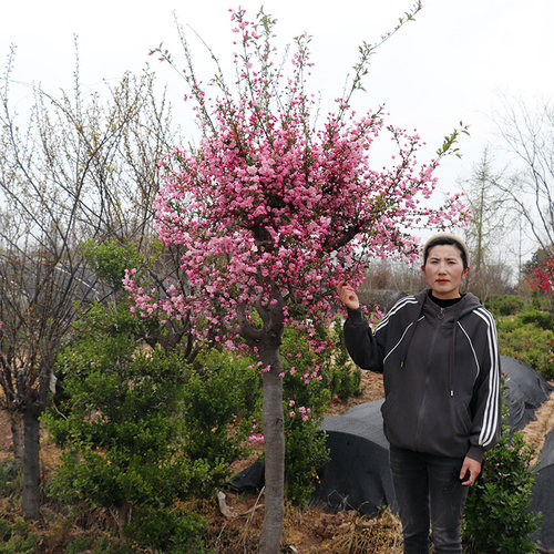 西府海棠树苗庭院耐寒植物室外地栽四季种植北美垂丝海棠盆栽花卉