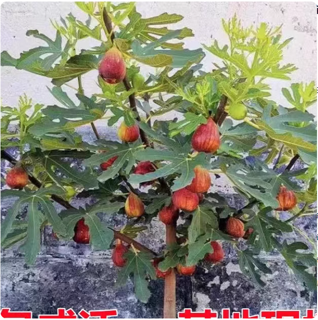 无花果树苗矮化盆栽特大果波姬红金傲芬芭劳奈阳台庭院种植果树苗