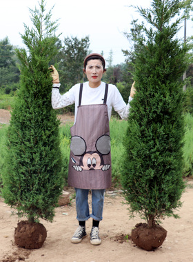 塔柏树苗柏树树苗侧柏树苗扁柏苗圆柏松树苗龙柏树苗陵园柏树松树