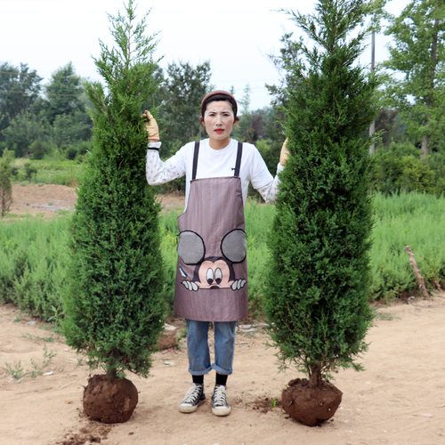 塔柏树苗柏树树苗侧柏树苗扁柏苗圆柏松树苗龙柏树苗陵园柏树松树