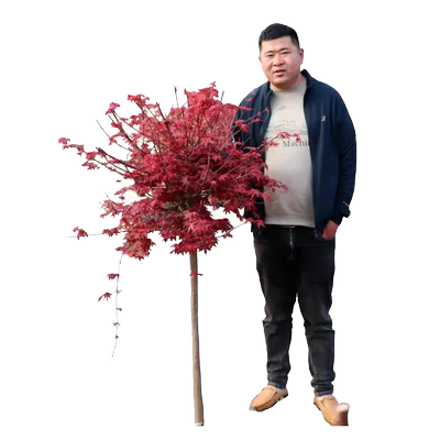 红枫树苗日本红枫红舞姬苗美国红枫树苗四季红枫苗庭院盆栽绿化苗