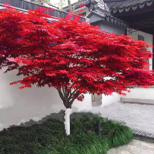 日本红枫树苗四季红舞姬老桩盆景盆栽庭院别墅室外耐寒绿化植物苗