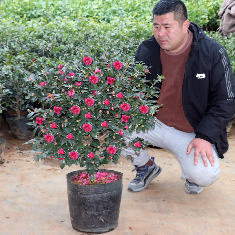 庭院耐寒茶梅球树苗阳台室内外浓香花卉植物地栽四季青茶梅花苗 鲜花速递/花卉仿真/绿植园艺 时令草本花卉 原图主图