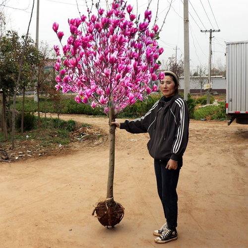 红白黄紫广玉兰花树苗花卉南北盆栽地栽别墅庭院绿化植物四季花卉