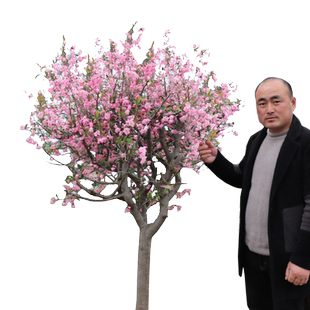 西府海棠花树苗盆栽垂丝海棠大苗海棠苗木本观花花卉植物