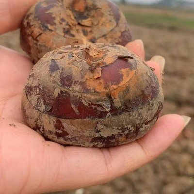 正宗广西荔浦新鲜马蹄