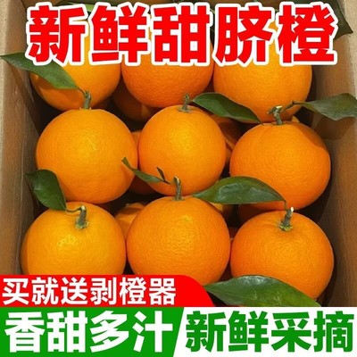 橙子高山脐橙新鲜当季水果