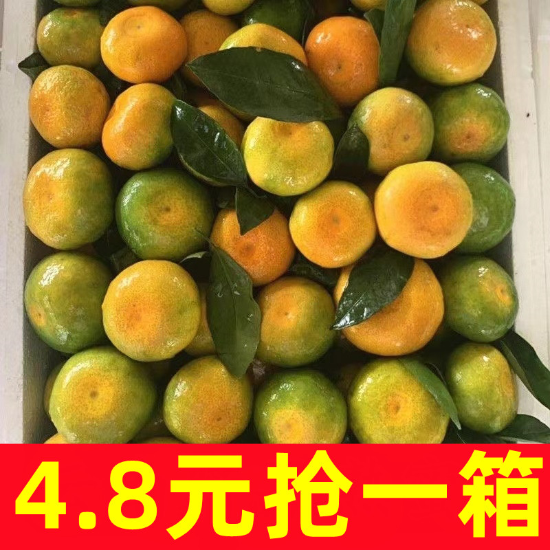 湖北宜昌青皮橘子早熟新鲜蜜桔