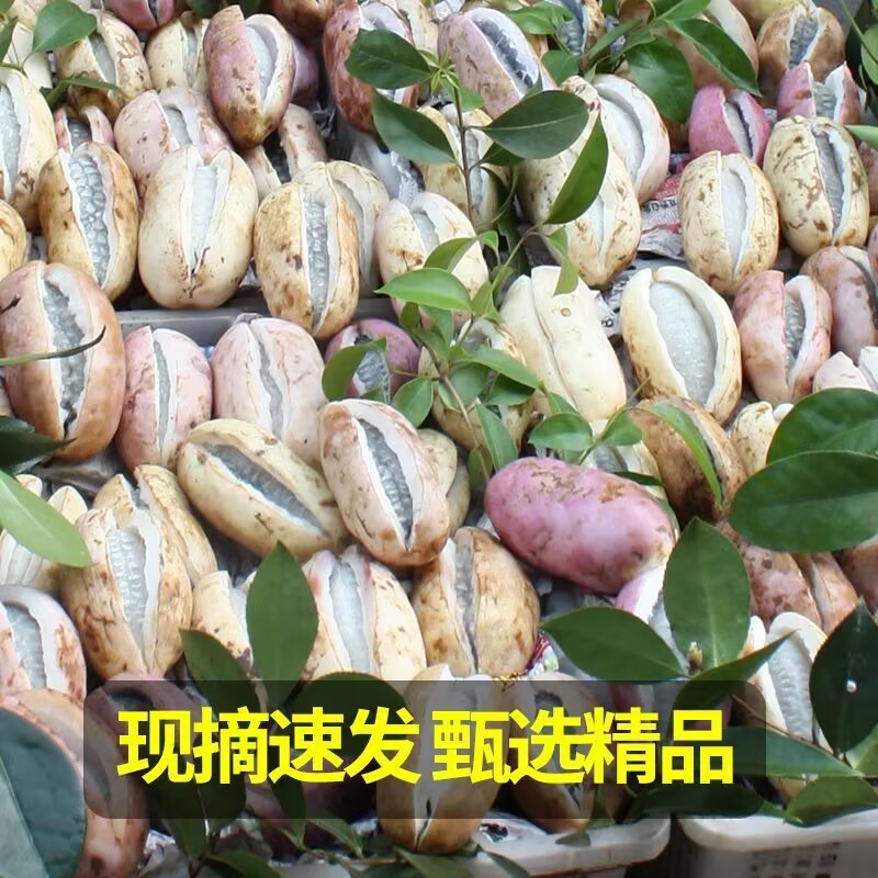 新鲜现摘八月瓜5斤当季野生